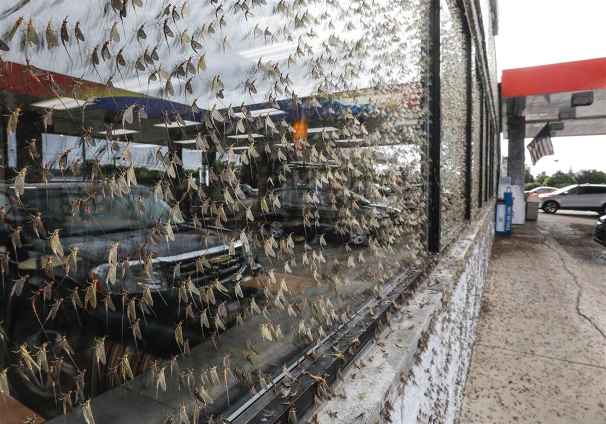 Fish flies swarm metro Detroit lakeside communities