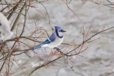Christmas Birds Are Easier To Count Than An Iowa Caucus