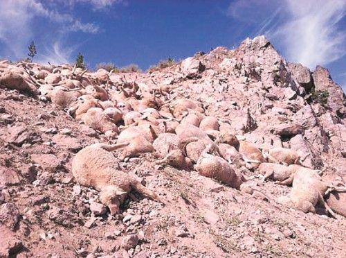 Wolves Pay For Death Of Idaho Sheep Environmental Jhnewsandguide