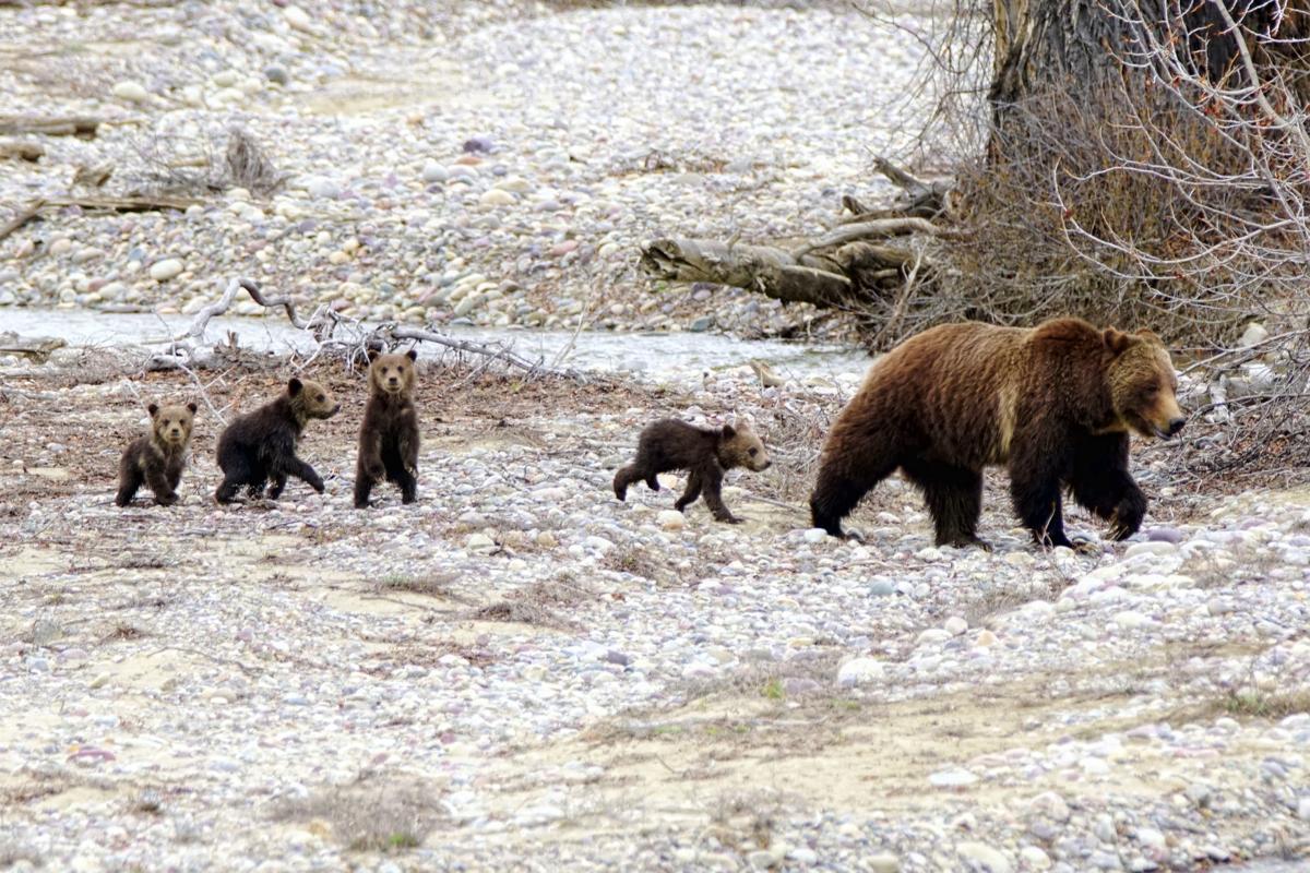 Grizzly 399, four cubs in tow, spotted at Pilgrim Creek | This Just In