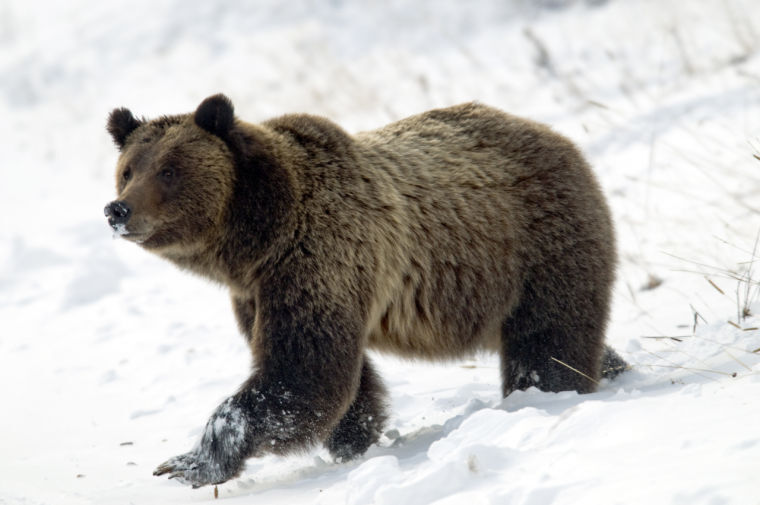 Grizzly Bear Killed Near Yellowstone | Local | Jhnewsandguide.com