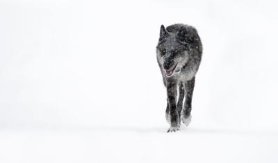 popular yellowstone wolf 926f