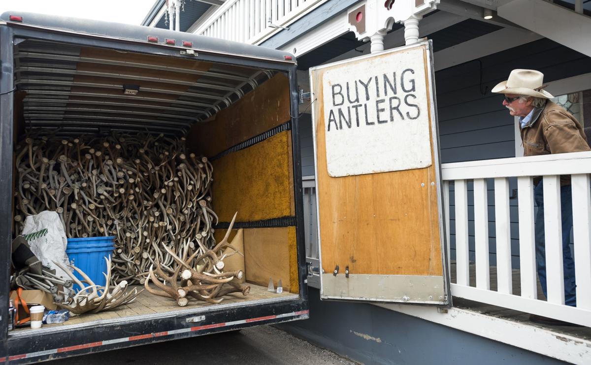 Antler auction earns big bucks Features
