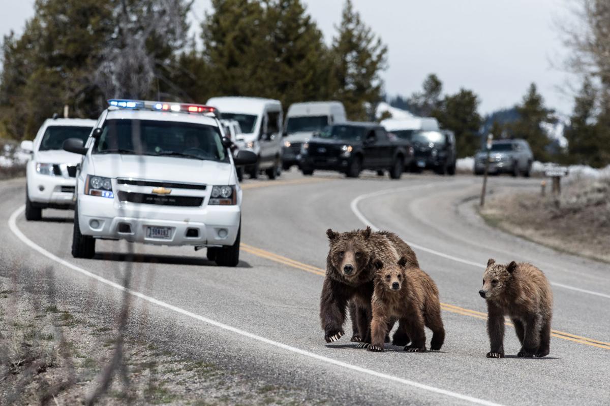 Grizzly bear 399 | Stand Alone | jhnewsandguide.com