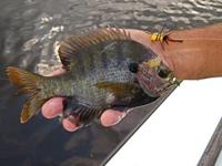 Bluegill the backbone of strong fishing culture, Outdoors