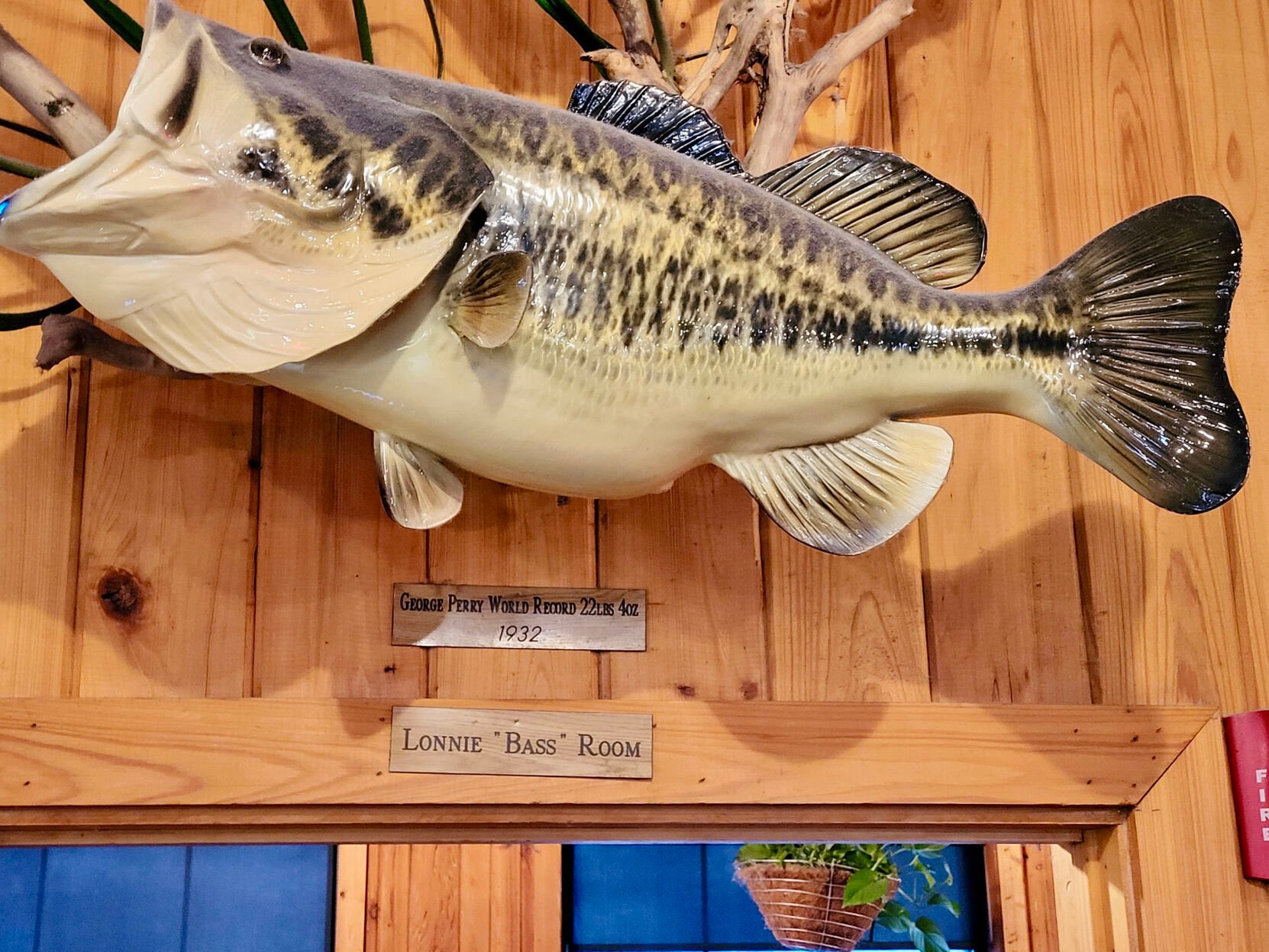 World record deals largemouth bass