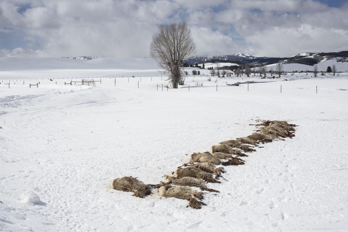 Wolves kill 19 elk near Bondurant Local