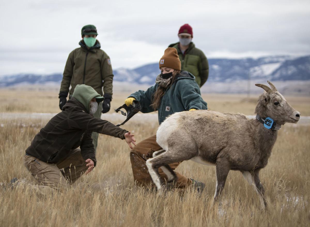Bighorn sheep study