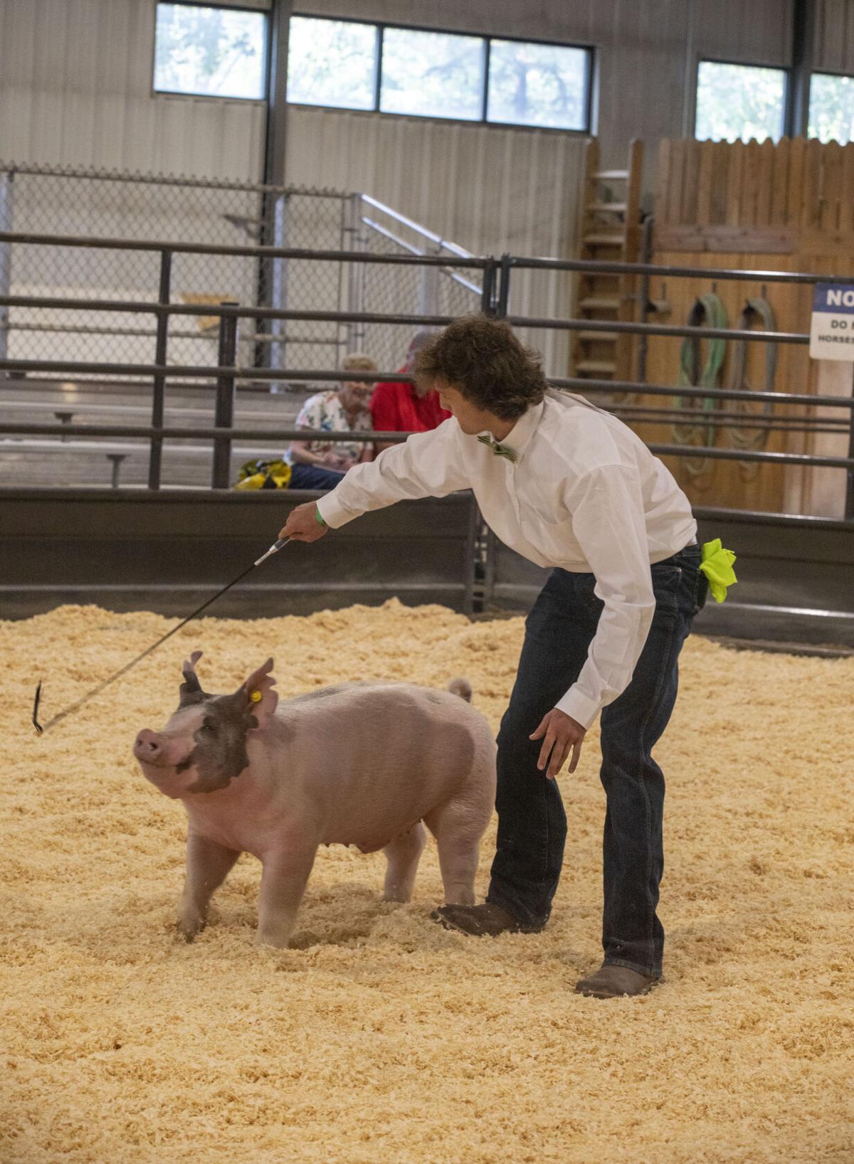4H Pig Show