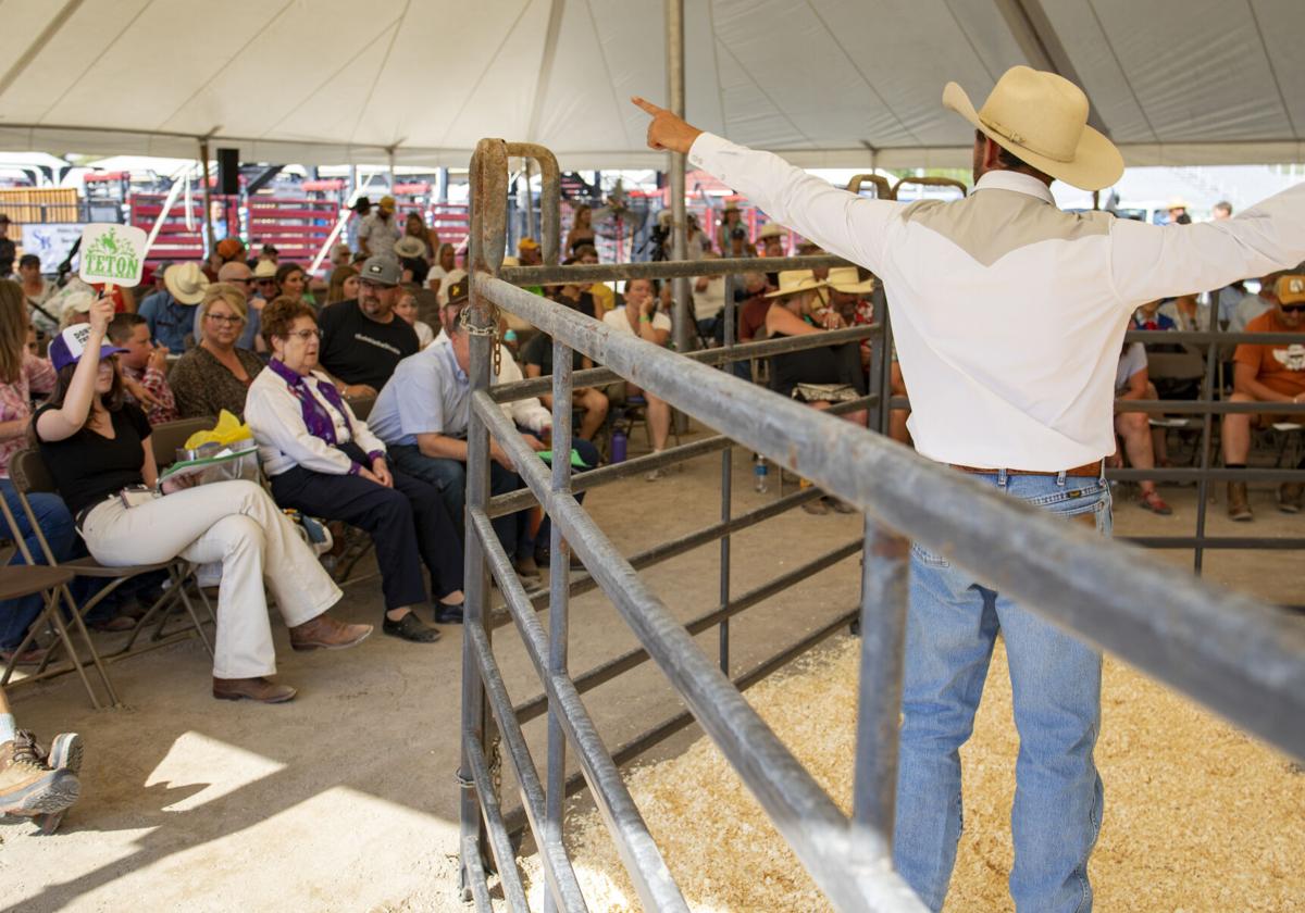 Livestock Auction