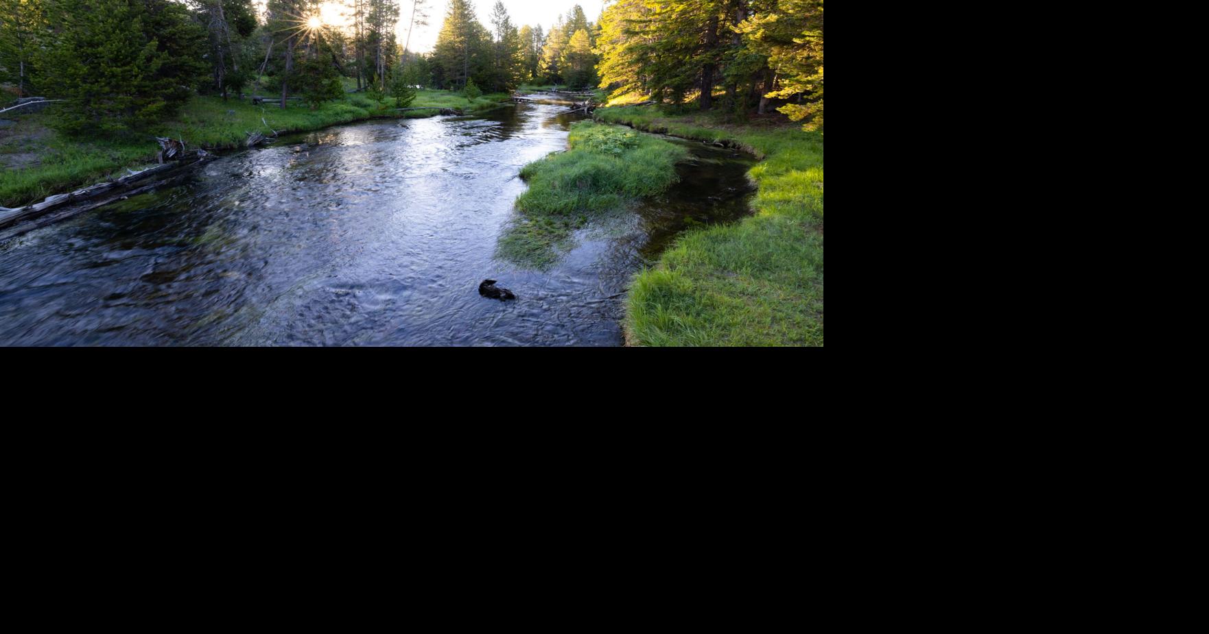 Yellowstone lifts bear closure, instates fishing closures