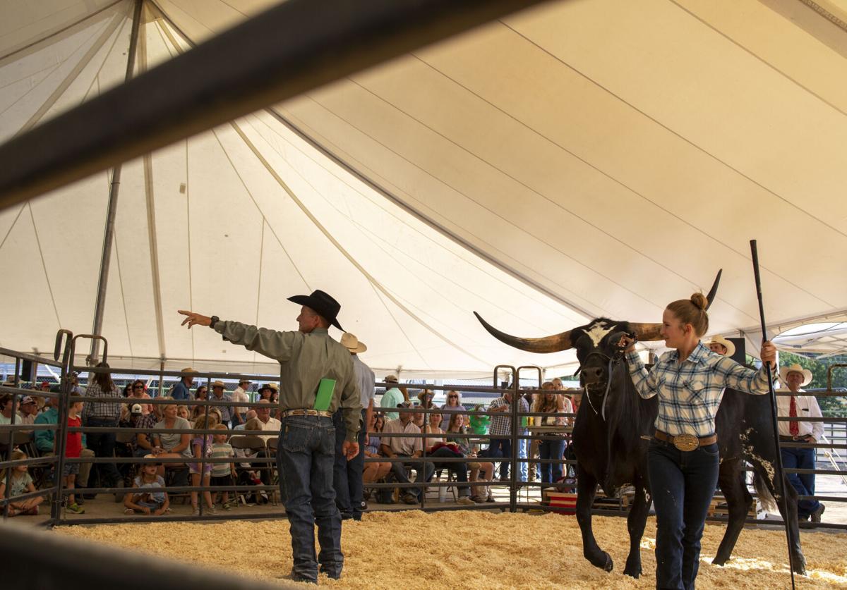 Livestock Auction
