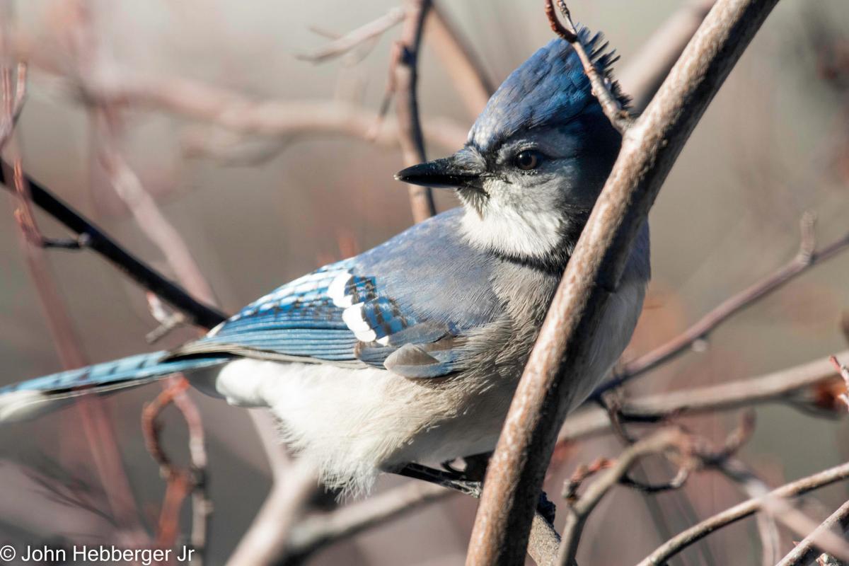 Beak of the Week: Identifying Washington's 'blue' jays