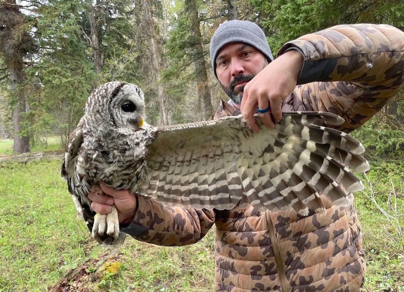 Researchers tag Wyoming's first barred owl near its Grand Teton nest |  WyoFile | jhnewsandguide.com, image size:1396x1011