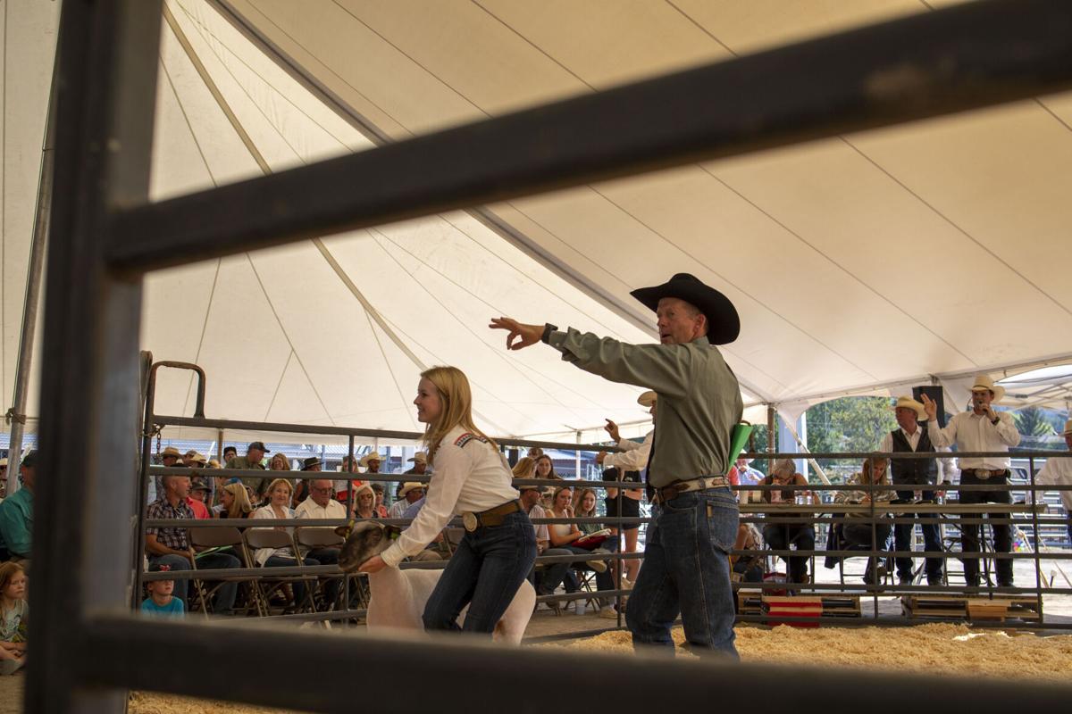 Livestock Auction