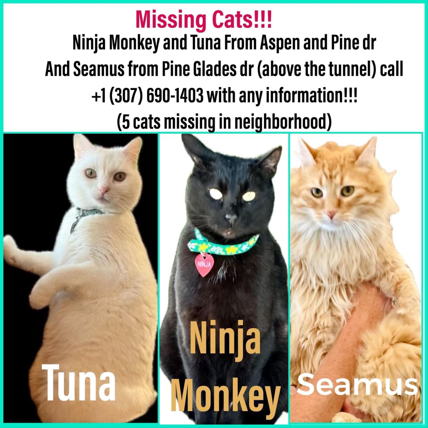 Something's eating cats on Pine Drive. Keep them inside, officials