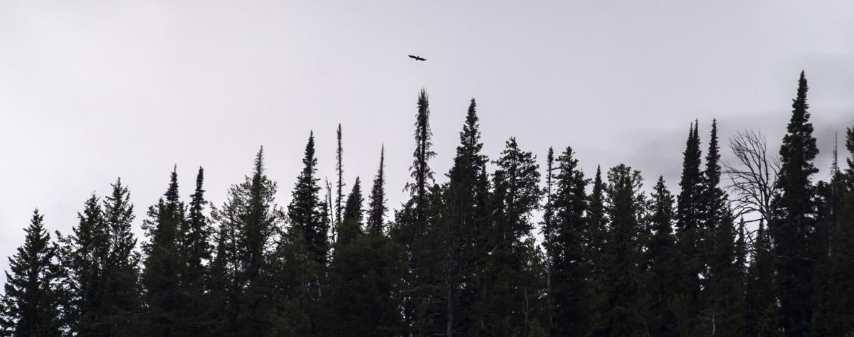 Apex Avian Predator Soars In The Tetons Environmental