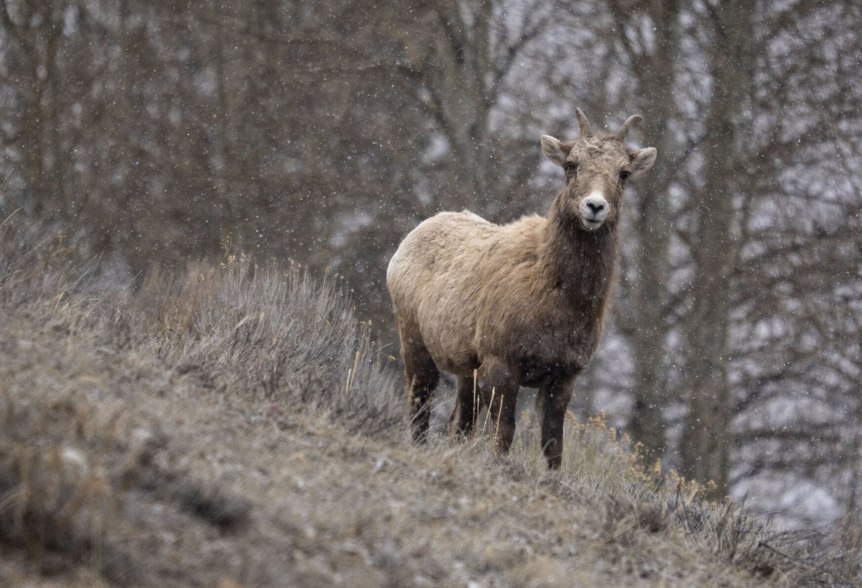 Film unpacks Gros Ventre sheep hunt as conservation strategy | Local