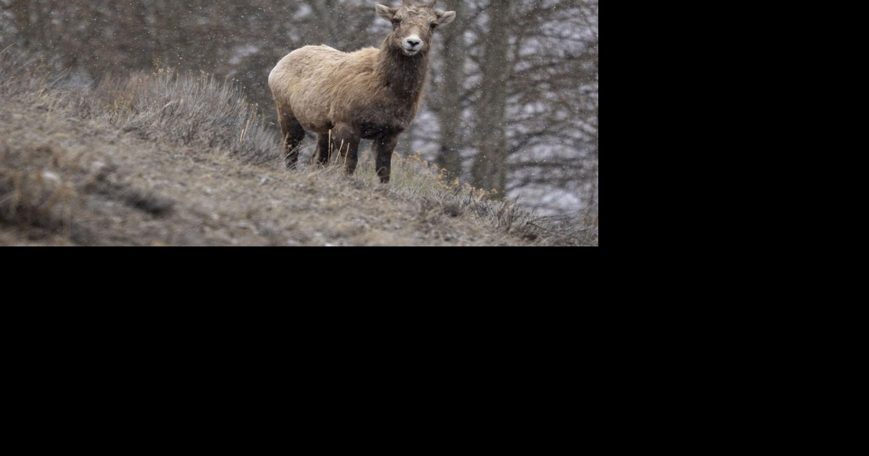 Thursday film screening will explore bighorn ewe hunt as conservation strategy