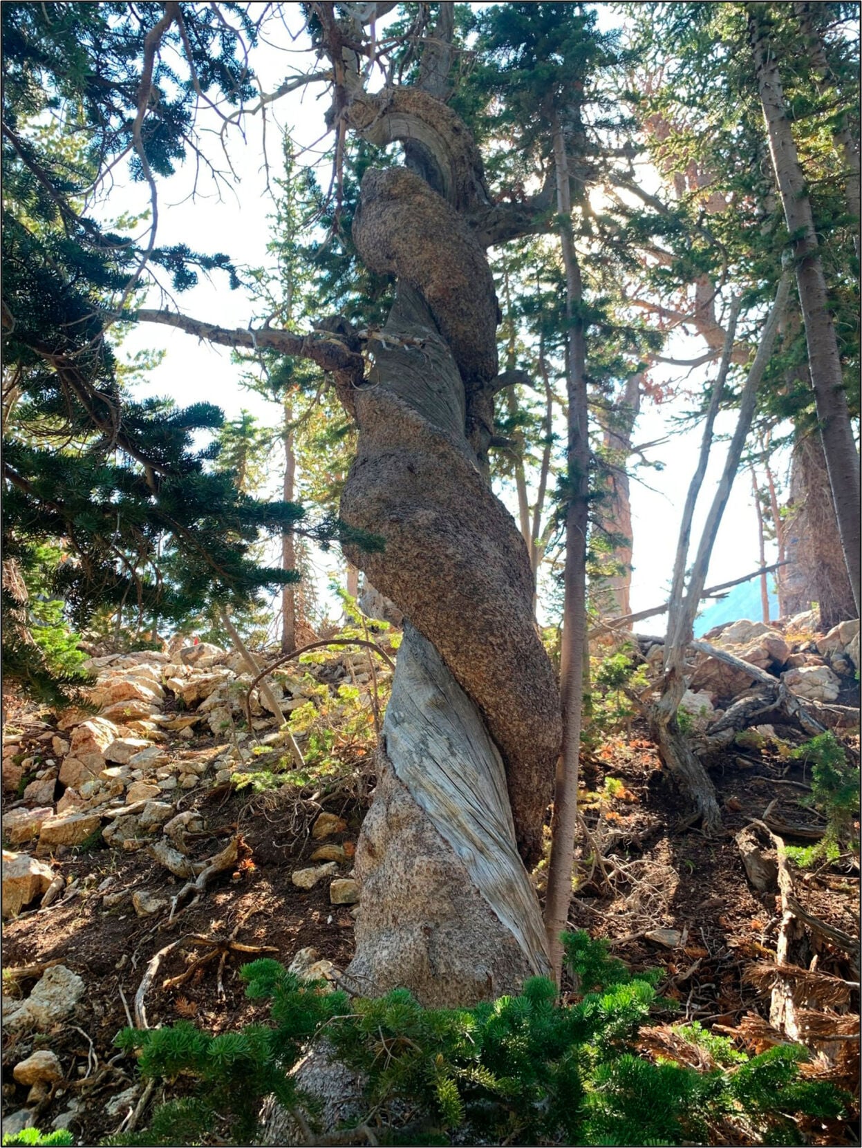 ESKENAZI　Trees,Rocks, Mist and Mountains Oldest recorded whitebark pine found in Grand Teton National Park