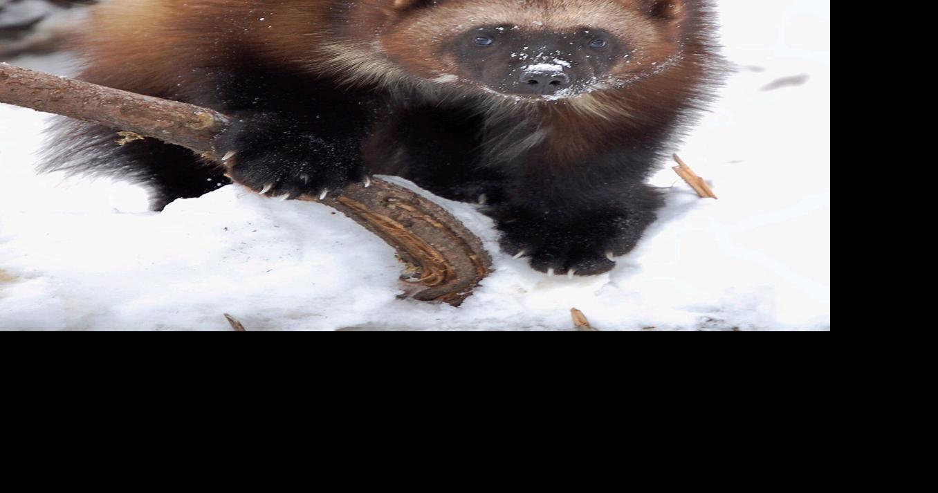 Wolverines once again proposed for Endangered Species Act protection ...