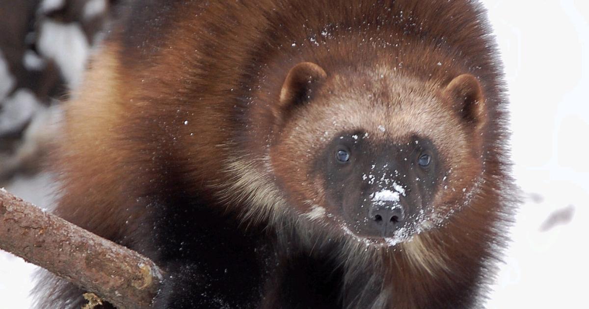 Wolverines once again proposed for Endangered Species Act protection ...