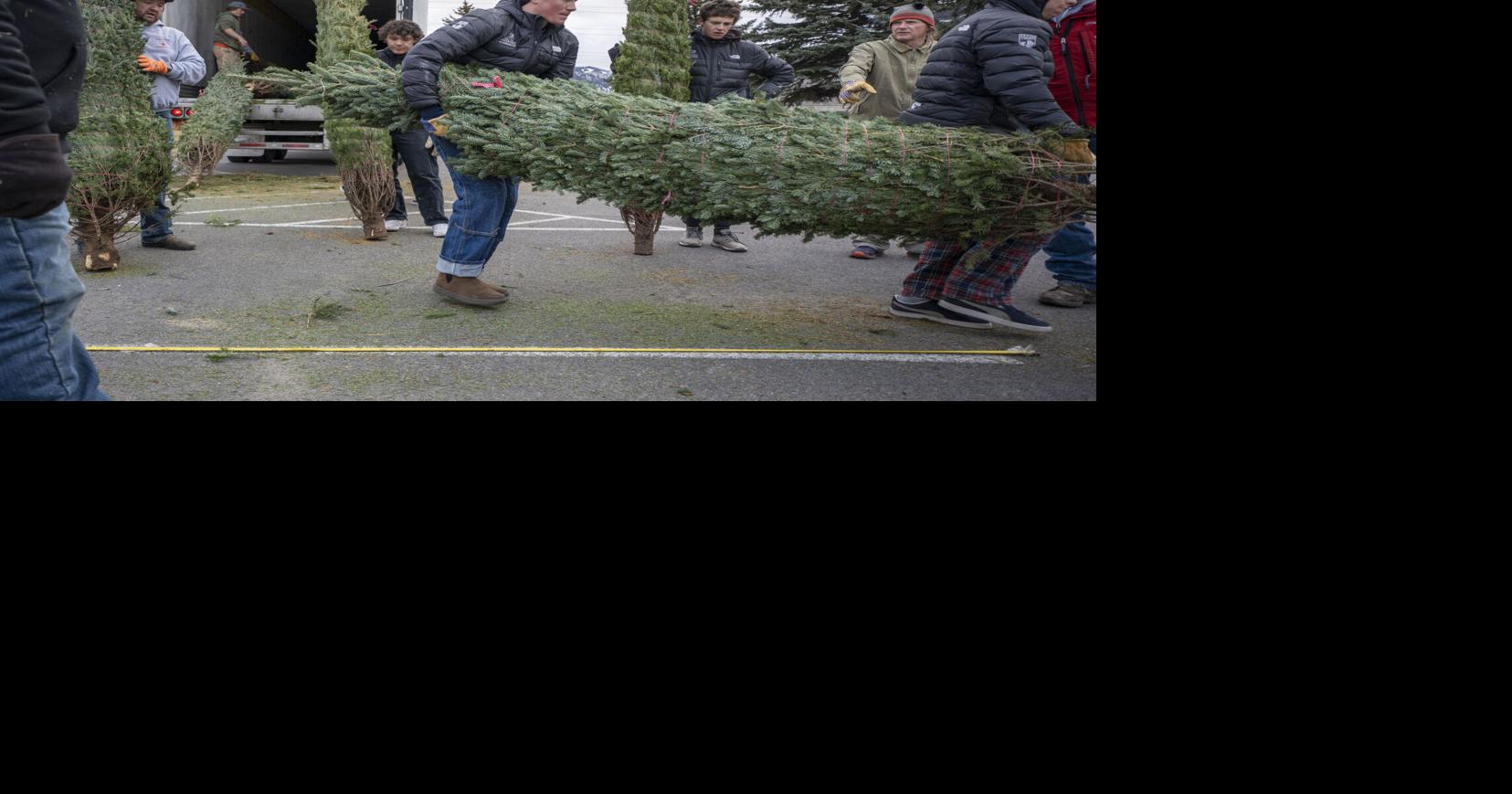 Shriners set up for annual Christmas tree sale Stand Alone