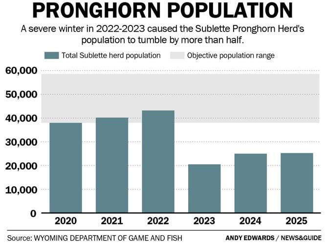 Jackson Hole pronghorn begin rebound | Environmental | jhnewsandguide.com