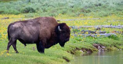 Lone bull bison in Yellowstone National Park