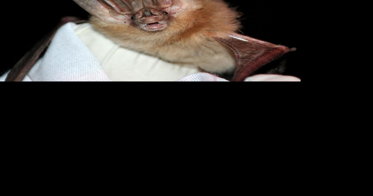 The fear of rabies is growing, but that’s no reason to go bats Health