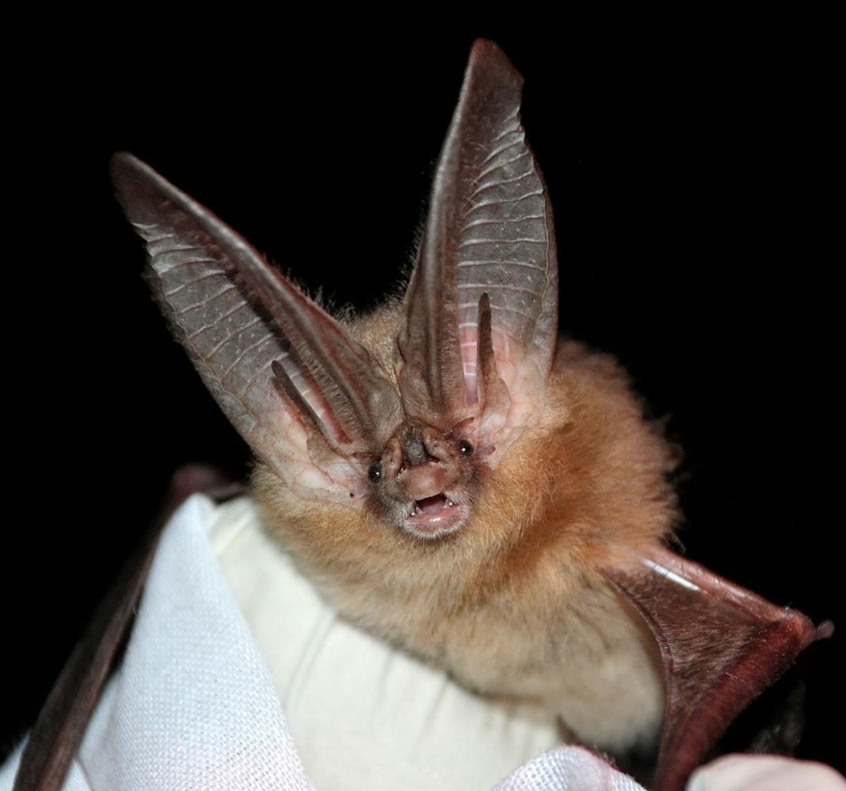 Bats are actually nifty little critters | Far Afield | jhnewsandguide.com