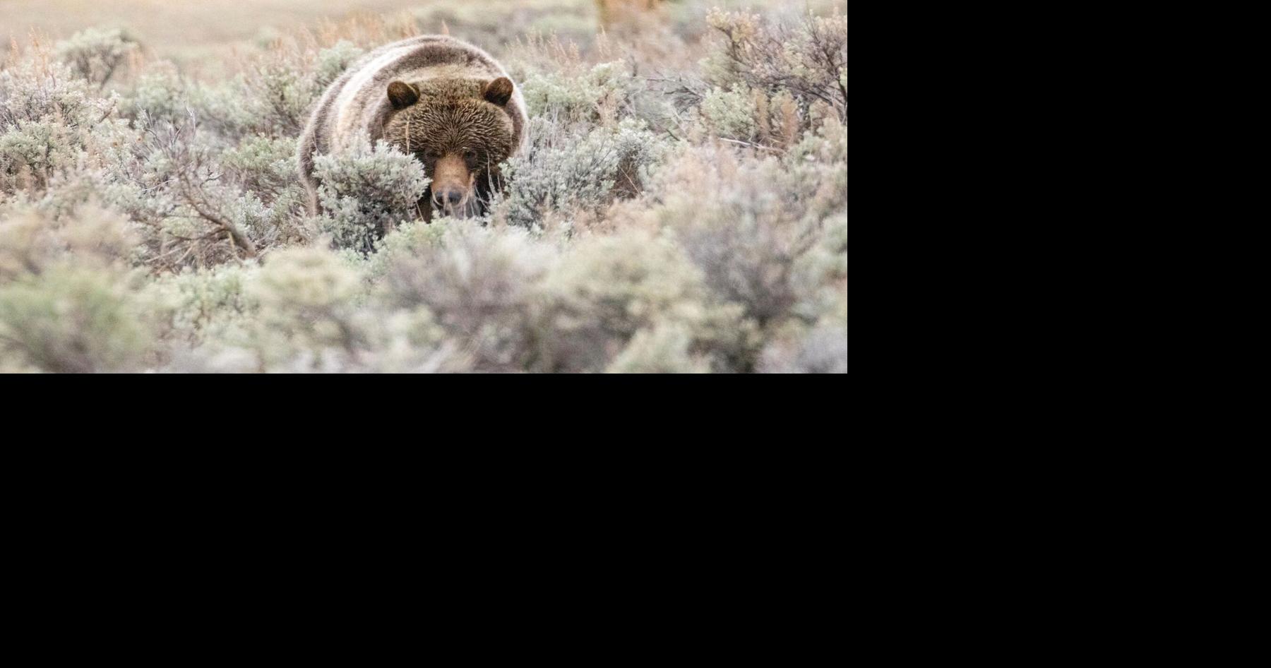 Grizzly that attacked Yellowstone hikers near Old Faithful was likely mother with cubs
