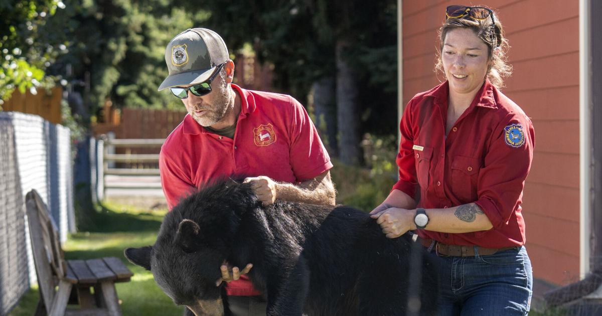 The Jackson Town Council unanimously voted to expand the town's bear conflict zone, requiring more residents to use bear-resistant trash cans.