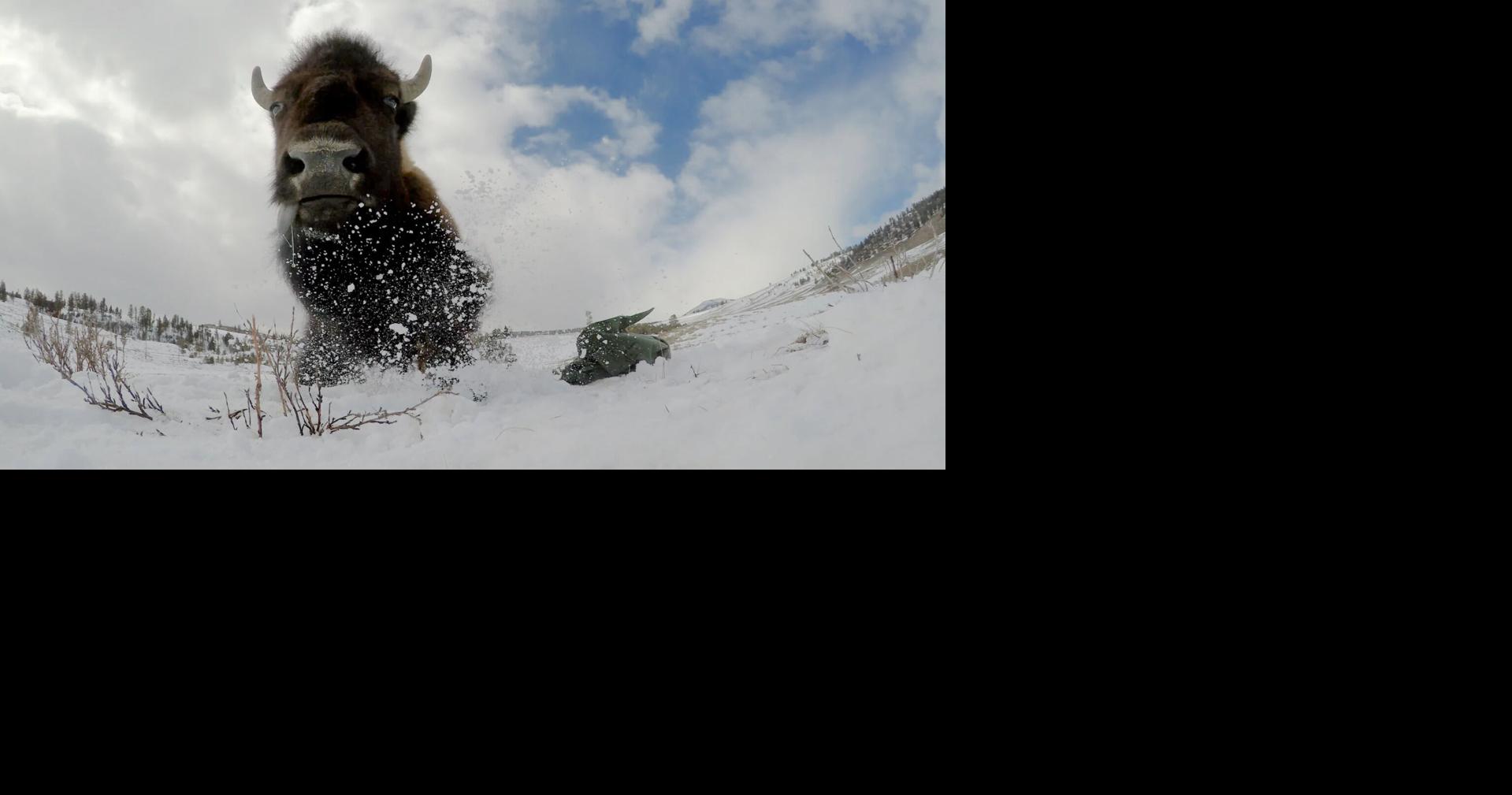 Bison become cinematographers in new documentary