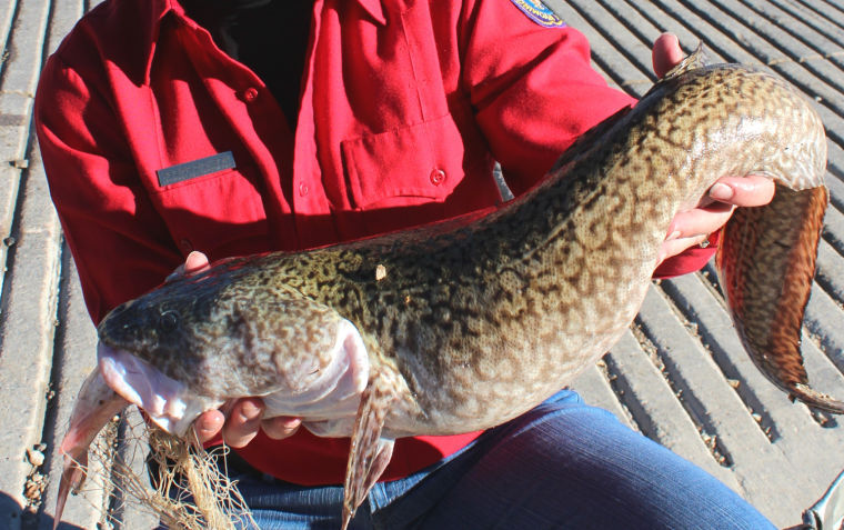 Indiana Fisherman Breaks Burbot Record Twice in One Day
