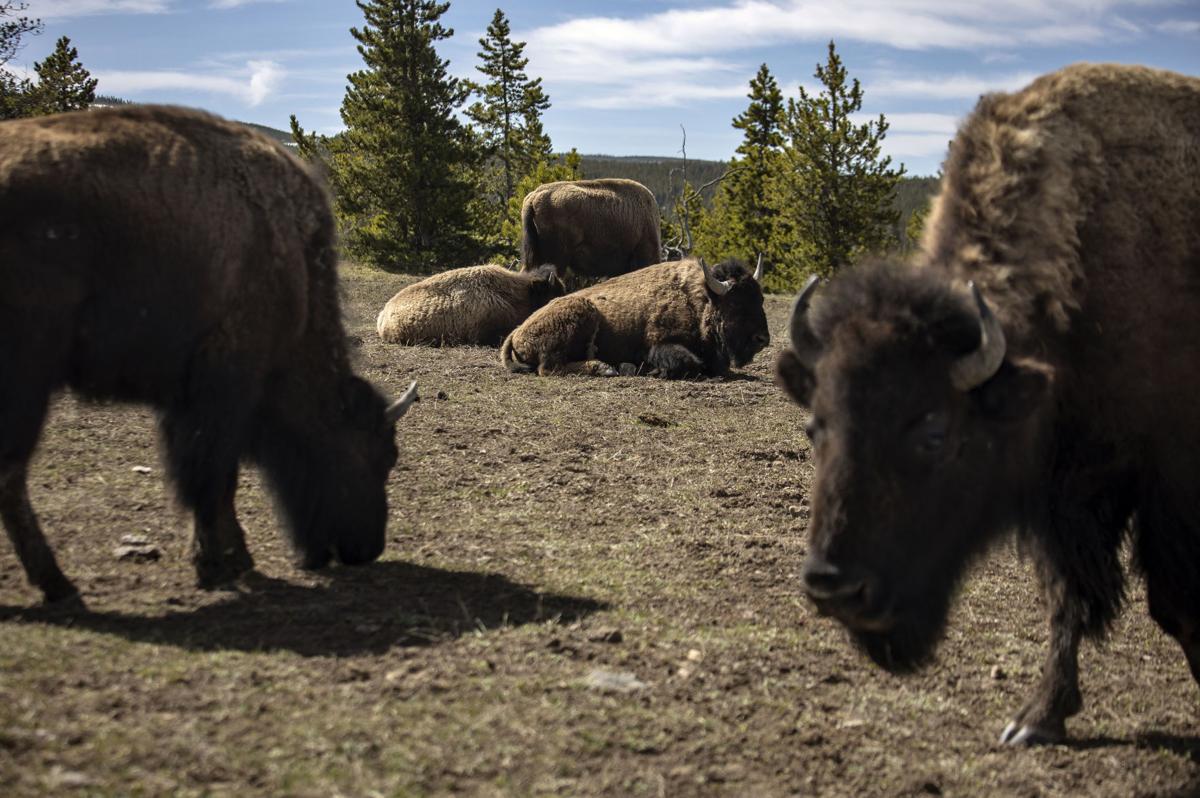 Yellowstone during off-season