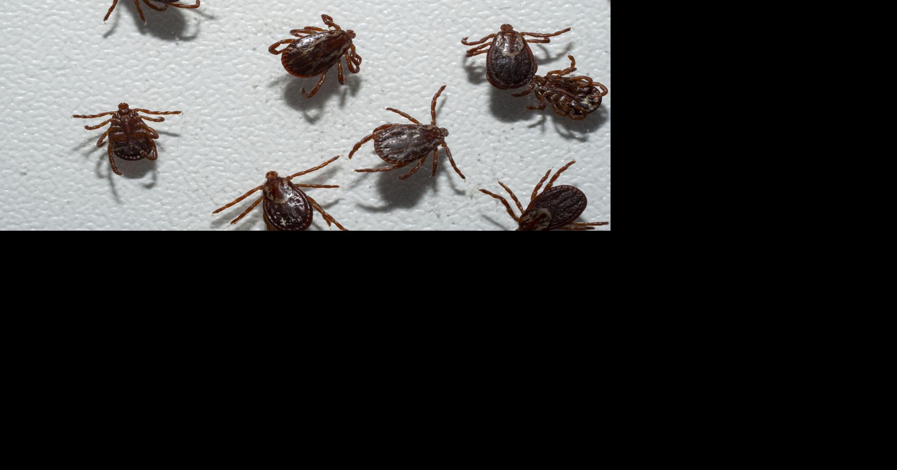 Tick trackers launch tick data dashboard | Town & County ...