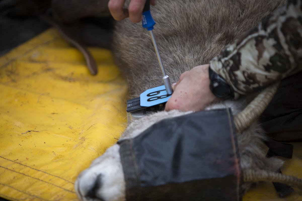 Bighorn sheep study