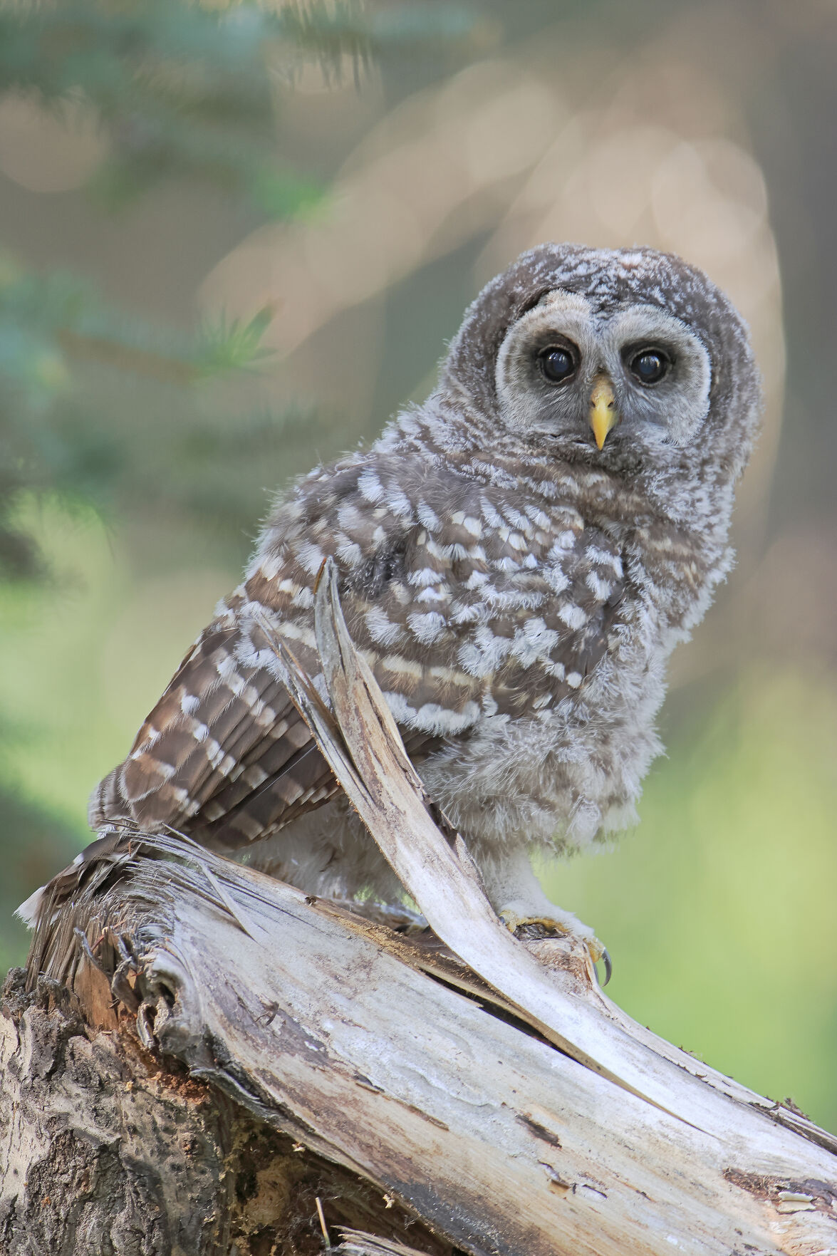 Whooooo said that A new to Wyoming owl species documented by