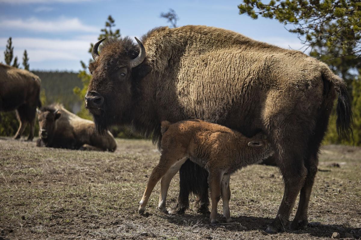Yellowstone during off-season