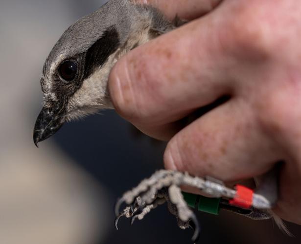 In Wyoming's 'sagebrush sea,' scientists study declining songbirds ...