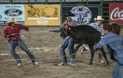 charging rodeo bull