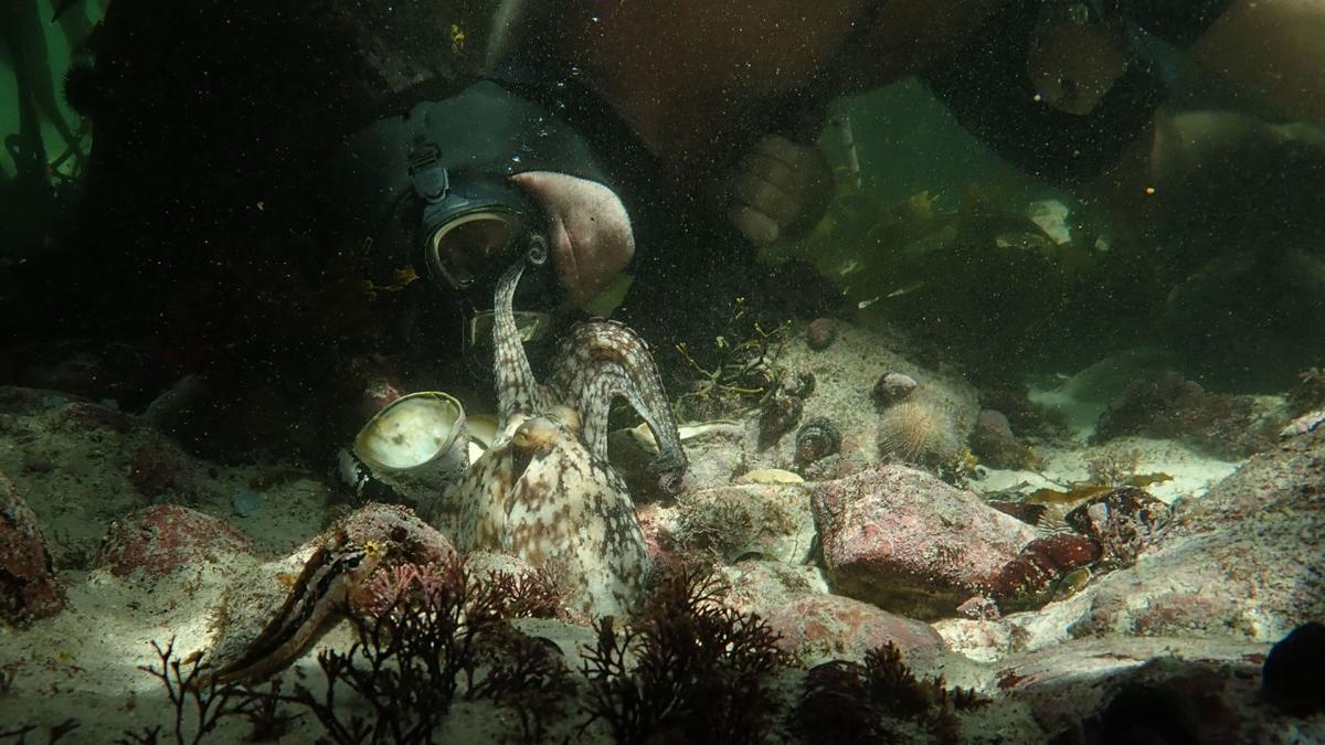 Octopi Elephants Big Winners At Film Fest Film Jhnewsandguide Com