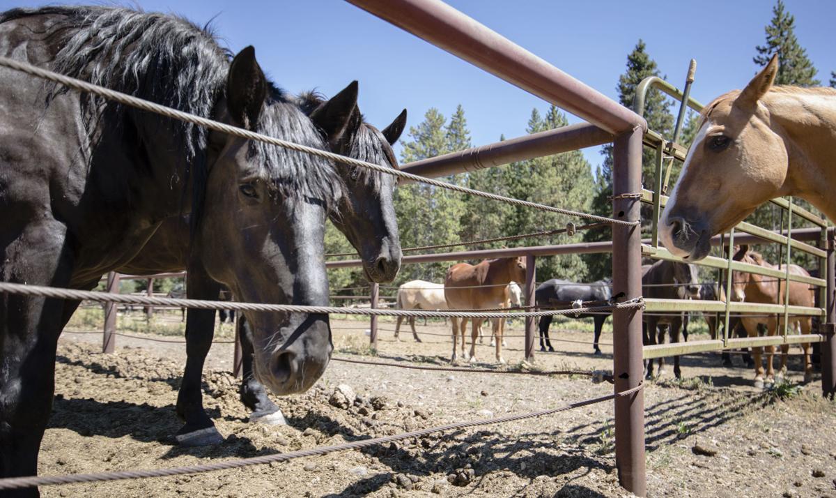 The man behind the Black Rock Ranger District horses, Jack Hatch