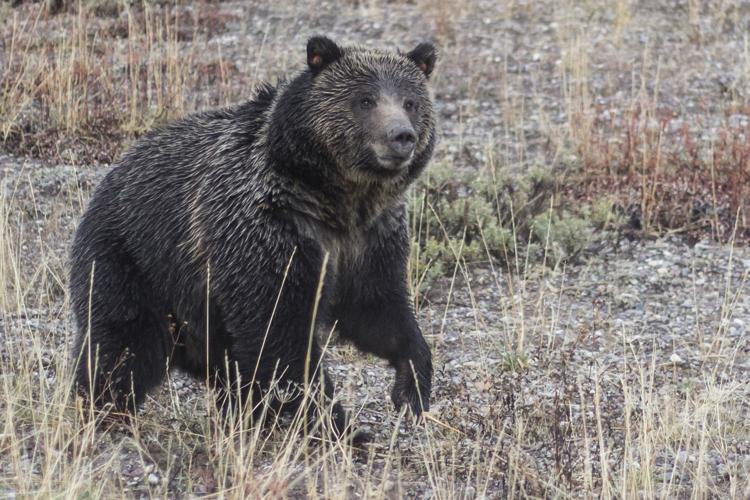 Grizzly bear