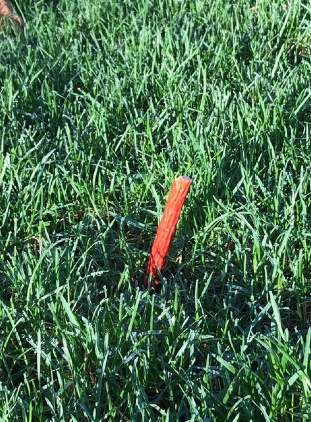 are cattails poisonous to dogs