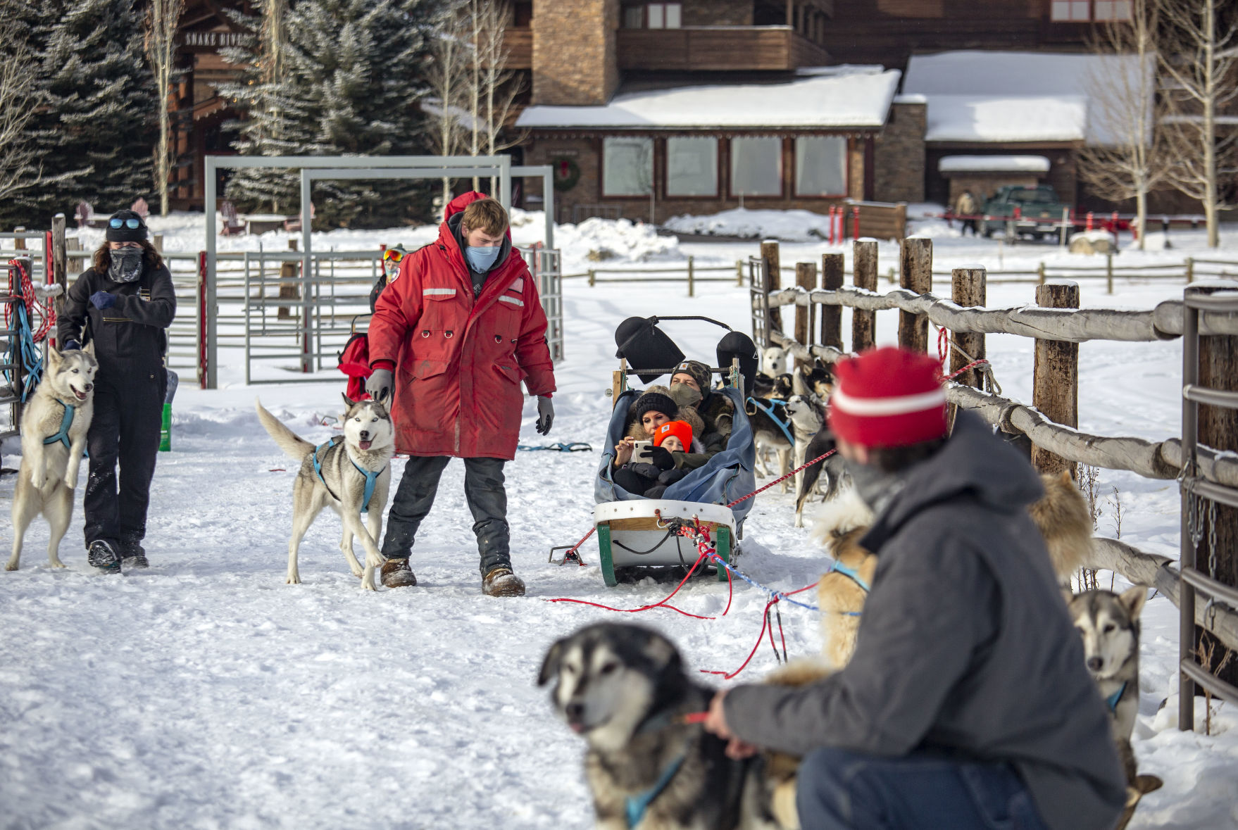 Dogs hitch up for Call of the WYld - Vimarsana News