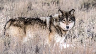 With elk scarce, a Gros Ventre wolf war is underway