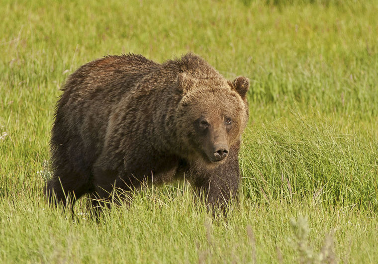 Wildlife lovers protest death of grizzly bear 760 | Environmental ...