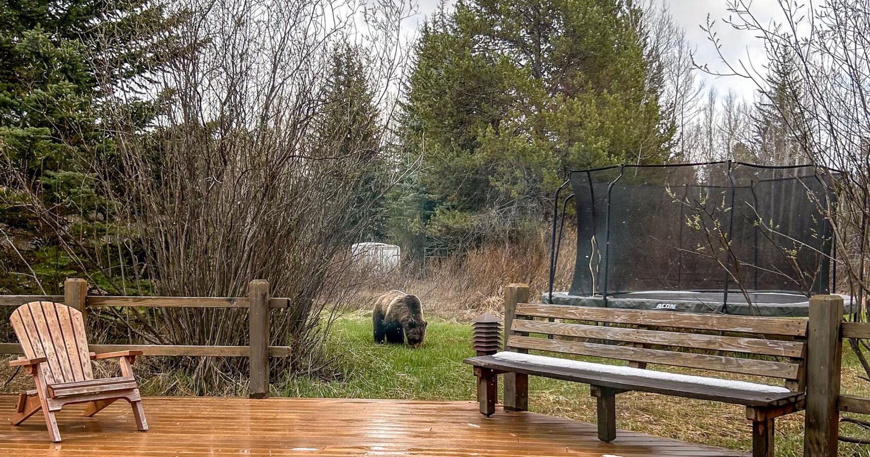 The grizzlies in Teton County's backyards - Vimarsana News